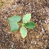 팜모닝 오이·병해충상담 게시글 이미지