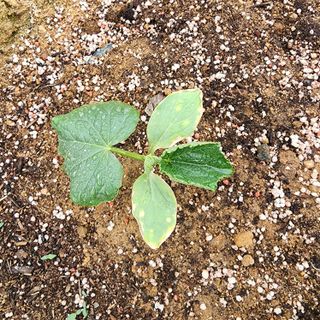 멋찐남자님의 오이 · 병해충상담 작성글 사진