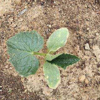 멋찐남자님의 오이 · 병해충상담 작성글 사진