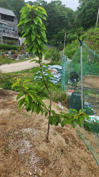 모실표고님의 자유주제 · 자유게시판 작성글 사진