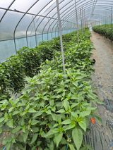 팜모닝 자유주제·자유게시판 게시글 이미지