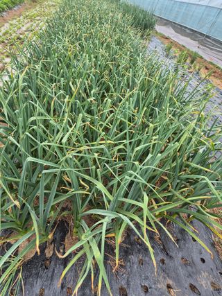 김혜순님의 자유주제 · 자유게시판 작성글 사진