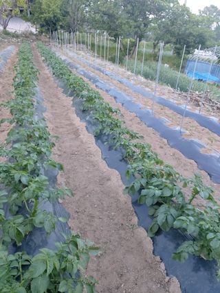 미카엘농장님의 고추 · 영농일지 작성글 사진