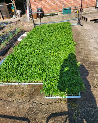 손영국님의 5월 농사계획 공유하기 · 참여글 작성글 사진