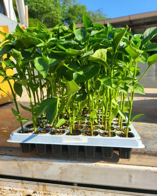 손영국님의 5월 농사계획 공유하기 · 참여글 작성글 사진