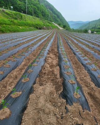 손영국님의 5월 농사계획 공유하기 · 참여글 작성글 사진