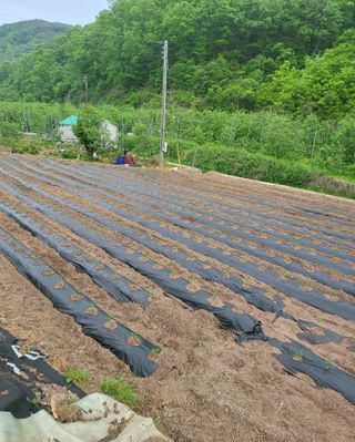 손영국님의 5월 농사계획 공유하기 · 참여글 작성글 사진