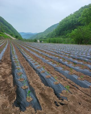 손영국님의 5월 농사계획 공유하기 · 참여글 작성글 사진
