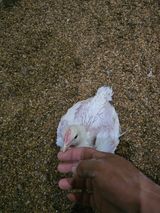 팜모닝 자유주제·자유게시판 게시글 이미지