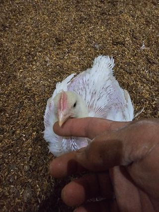 이호곤님의 자유주제 · 자유게시판 작성글 사진