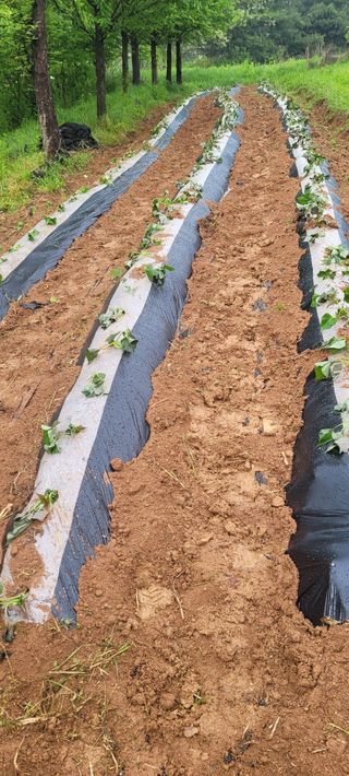 한성님의 고구마 · 자유게시판 작성글 사진