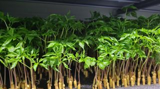 새싹삼의정원님의 자유주제 · 자유게시판 작성글 사진