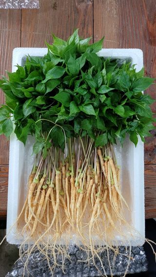 새싹삼의정원님의 자유주제 · 자유게시판 작성글 사진