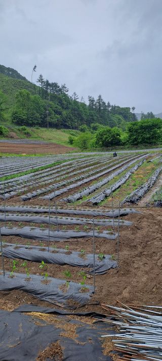 용호님의 고추 · 영농일지 작성글 사진