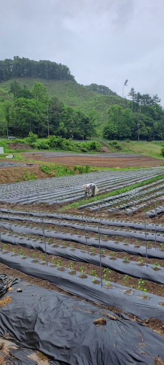 용호님의 고추 · 영농일지 작성글 사진