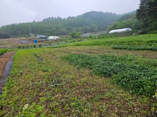 홍천산채농원님의 자유주제 · 자유게시판 작성글 사진