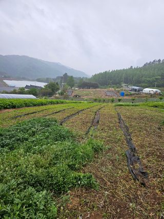 홍천산채농원님의 자유주제 · 자유게시판 작성글 사진