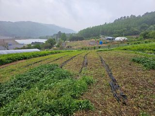 홍천산채농원님의 자유주제 · 자유게시판 작성글 사진