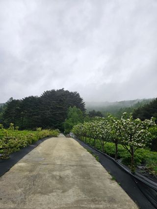 홍천산채농원님의 자유주제 · 자유게시판 작성글 사진