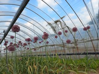 성순옥님의 마늘 · 일상 작성글 사진