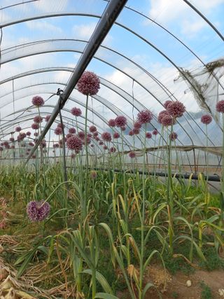 성순옥님의 마늘 · 일상 작성글 사진