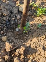 팜모닝 자유주제·자유게시판 게시글 이미지