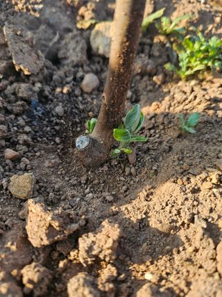 강성웅님의 자유주제 · 자유게시판 작성글 사진