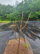 팜모닝 자유주제·자유게시판 게시글 이미지