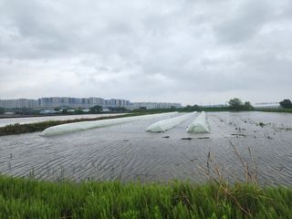 열혈특공님의 벼 · 영농일지 작성글 사진