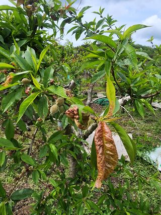 구자형님의 복숭아 · 병해충상담 작성글 사진