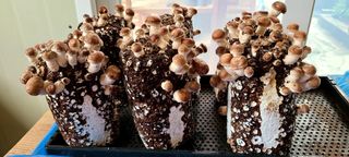 최영희님의 자유주제 · 자유게시판 작성글 사진