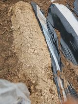 팜모닝 고구마·영농일지 게시글 이미지