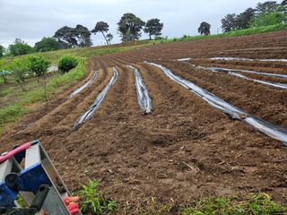 오산토박이(이찬열)님의 고구마 · 영농일지 작성글 사진