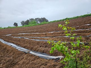 오산토박이(이찬열)님의 고구마 · 영농일지 작성글 사진