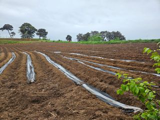 오산토박이(이찬열)님의 고구마 · 영농일지 작성글 사진