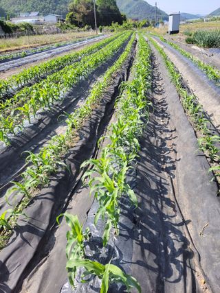 우영옥님의 옥수수 · 영농일지 작성글 사진