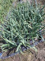 팜모닝 자유주제·자유게시판 게시글 이미지