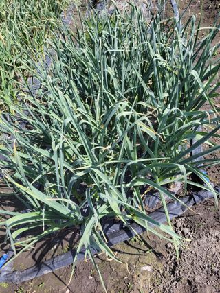 우영옥님의 자유주제 · 자유게시판 작성글 사진