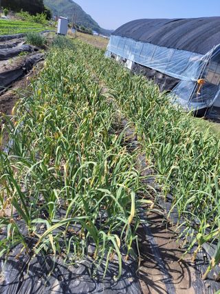 우영옥님의 자유주제 · 자유게시판 작성글 사진