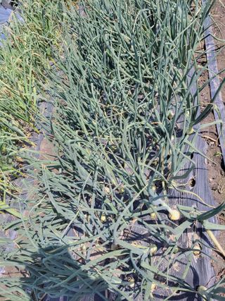 우영옥님의 자유주제 · 자유게시판 작성글 사진