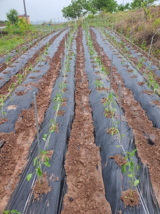 김영복님의 자유주제 · 자유게시판 작성글 사진