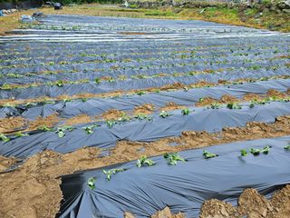김용석님의 고구마 · 영농일지 작성글 사진