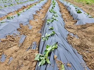 김용석님의 고구마 · 영농일지 작성글 사진