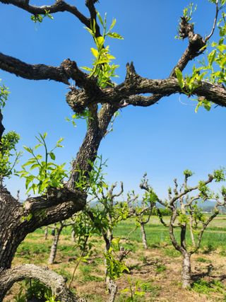 대추박님의 자유주제 · 자유게시판 작성글 사진
