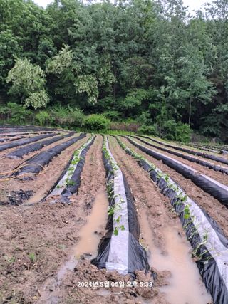 이태봉님의 고구마 · 영농일지 작성글 사진