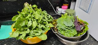 최재우님의 상추 · 영농일지 작성글 사진