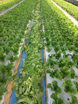 농민님의 자유주제 · 자유게시판 작성글 사진