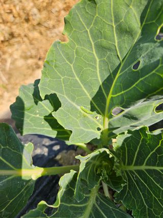 예담농원(민경진)님의 상추 · 병해충상담 작성글 사진