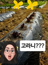 팜모닝 자유주제·자유게시판 게시글 이미지