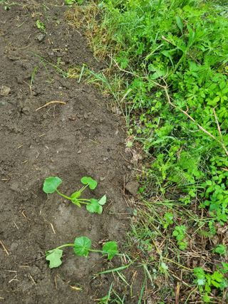 꿈사랑님의 고추 · 영농일지 작성글 사진